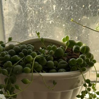 String of Pearls plant in Nashville, Tennessee