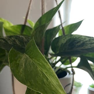 Marble Queen Pothos plant in Nashville, Tennessee