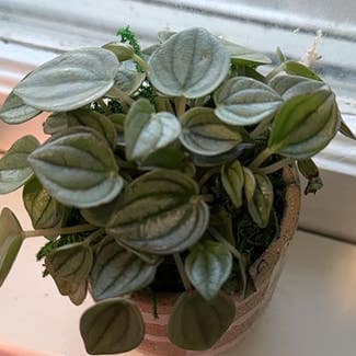 Silver Frost Peperomia plant in Nashville, Tennessee