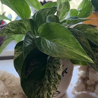 Marble Queen Pothos plant in Nashville, Tennessee