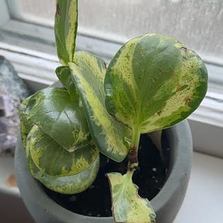 Marble Peperomia plant in Nashville, Tennessee