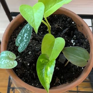 Neon Pothos plant in Nashville, Tennessee