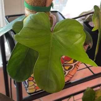 Philodendron Pedatum plant in Nashville, Tennessee
