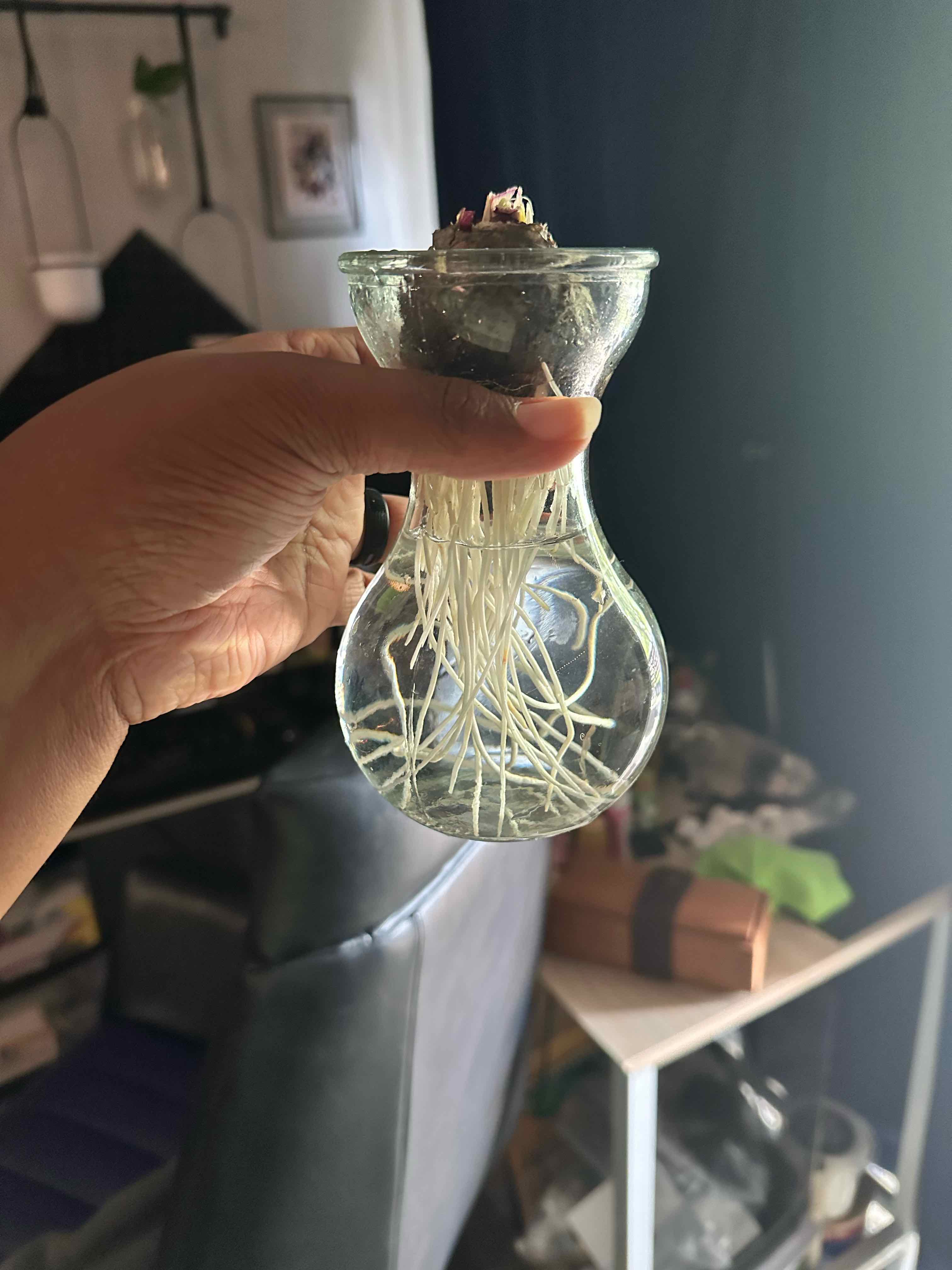 Garden Hyacinth bulb with roots growing in a glass container held by a hand.
