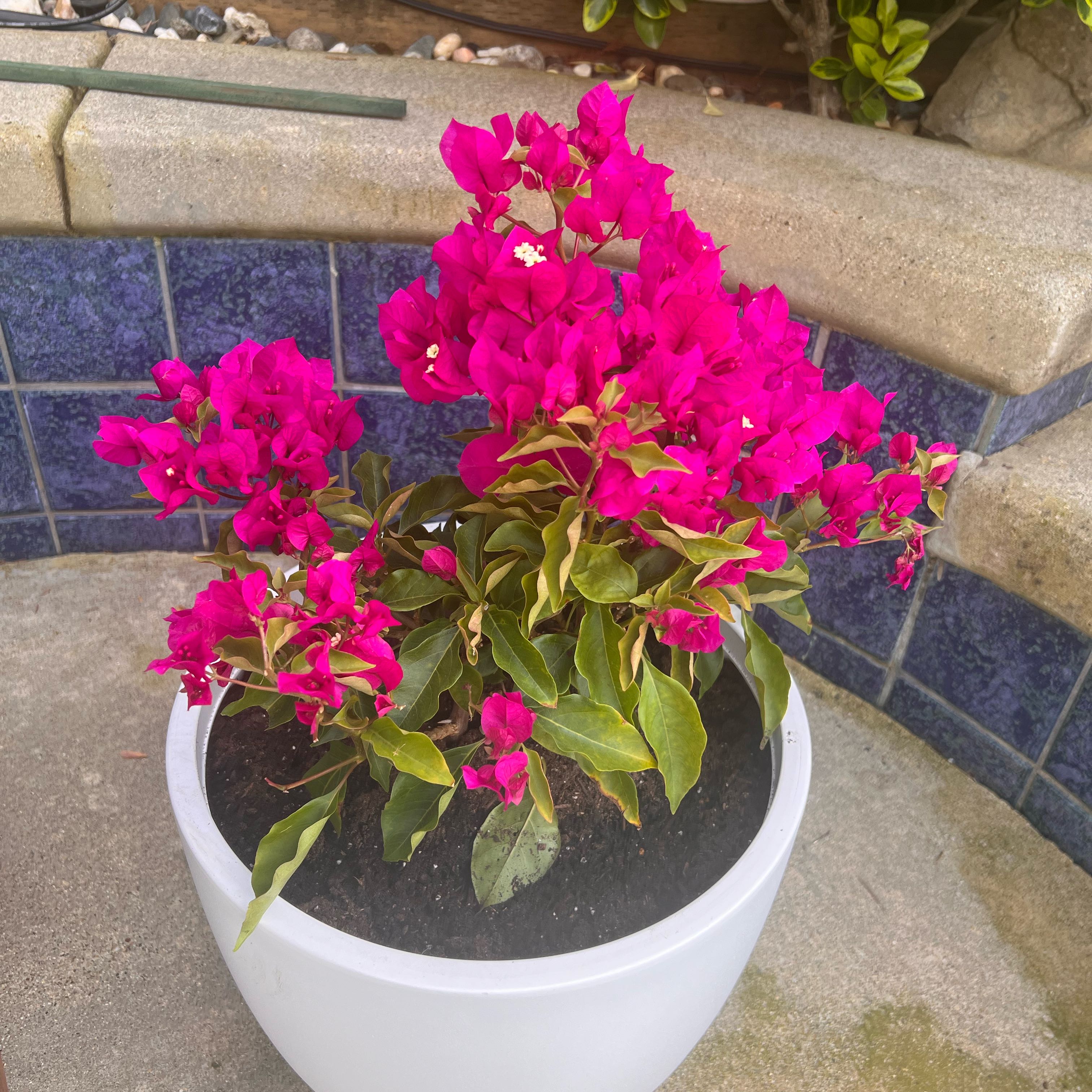 Potted Lesser Bougainvillea with vibrant pink flowers, healthy and well-framed.