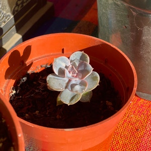 Pearl Echeveria plant photo by @ActiveAssamtea named Silver Tongue on Greg, the plant care app.