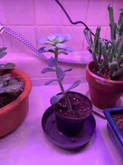 Blue Echeveria plant