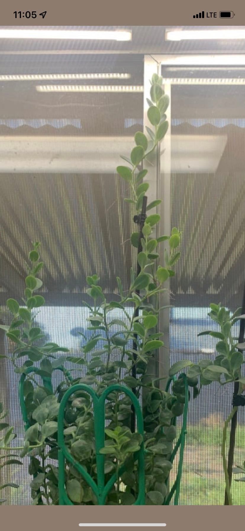 How to Care for Marnier's Kalanchoe Mastering Water, Sunlight & More