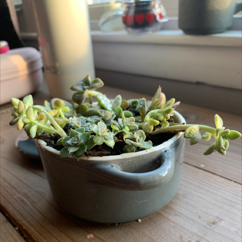 Purdy's Stonecrop succulent in a gray pot on a wooden surface.