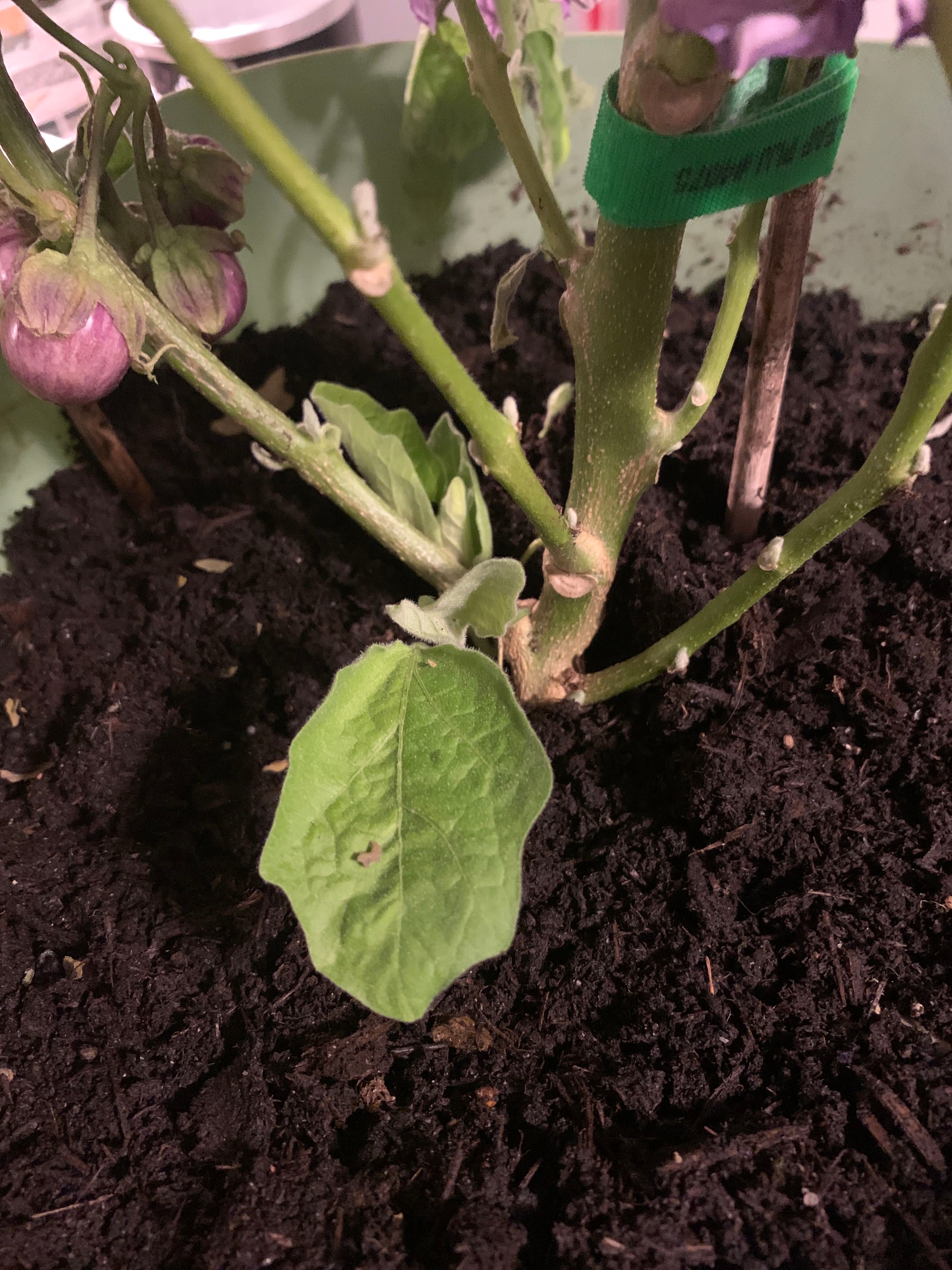 🍆 What Temperature Does My Eggplant Need?