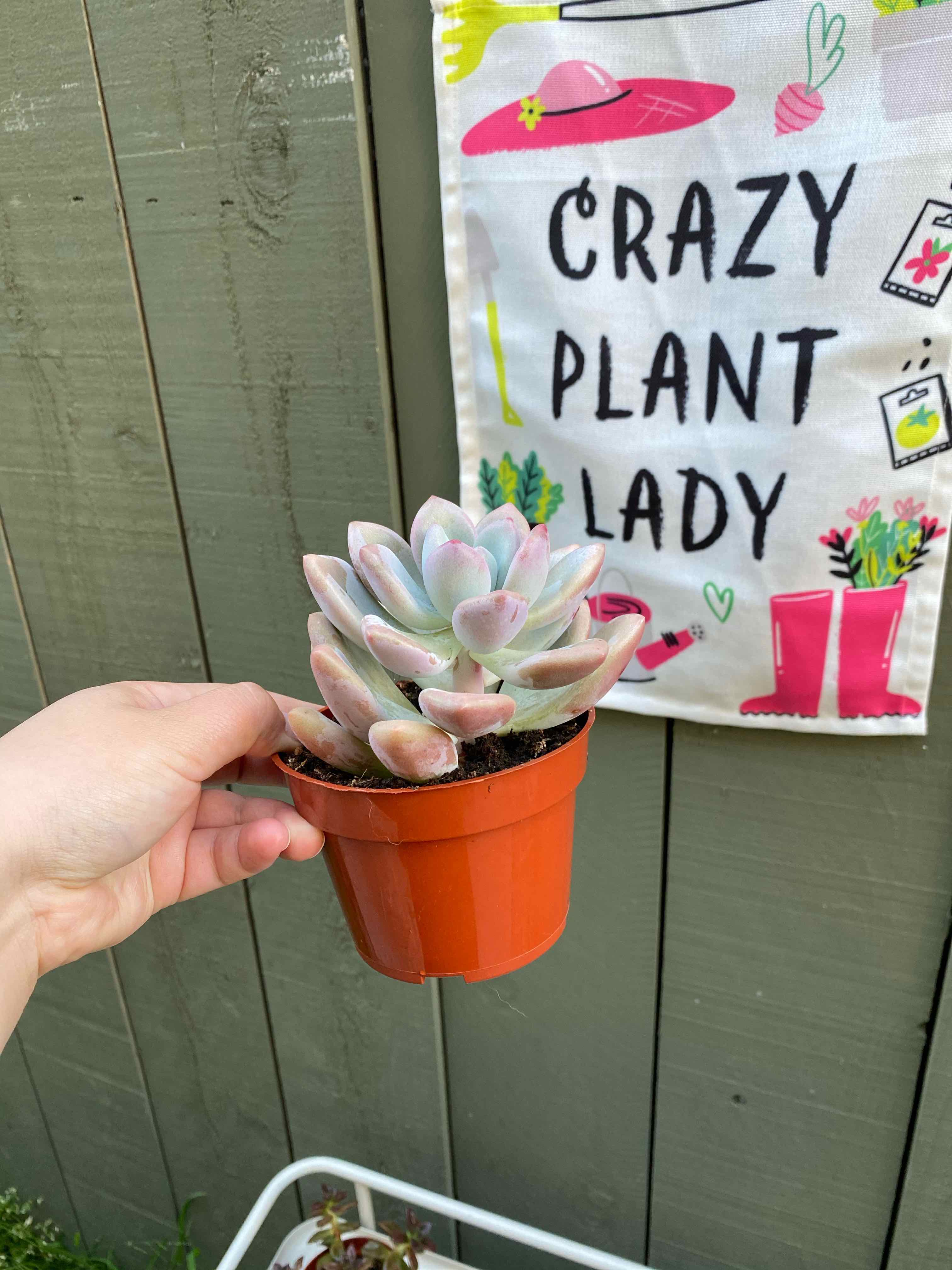 Graptoveria 'Opalina' plant in a small orange pot held by a hand, with a decorative sign in the background.