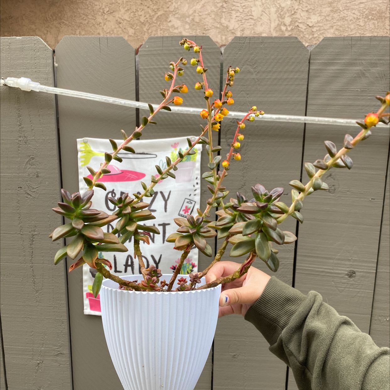 Photo of the plant species Graptosedum 'Bronze' by @Kendra_french named Bronze on Greg, the plant care app
