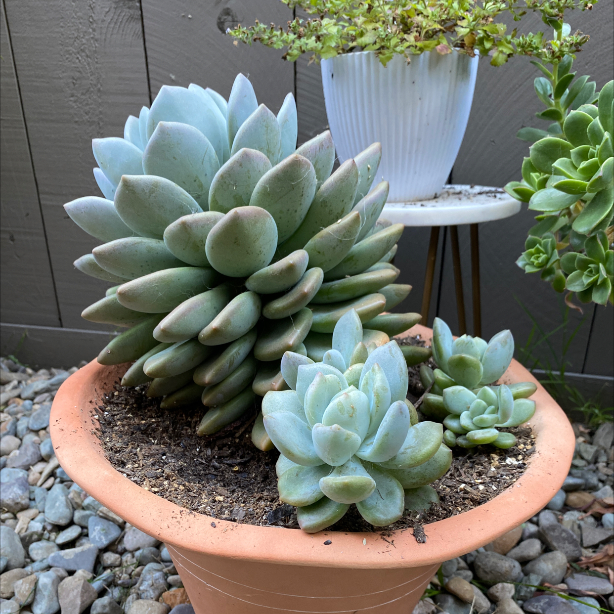 Photo of the plant species Graptoveria 'Opalina' by @Kendra_french named Opal on Greg, the plant care app
