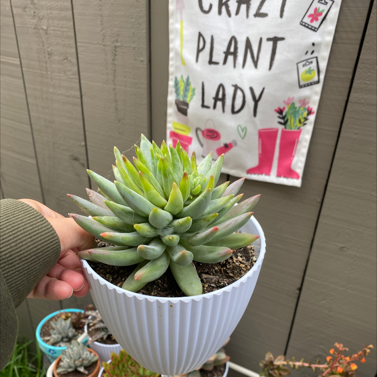 Photo of the plant species Dudleya Greenei by @Kendra_french named Greene on Greg, the plant care app