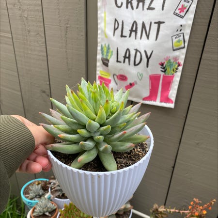 Photo of the plant species Dudleya Greenei by Kendra_french named Greene on Greg, the plant care app