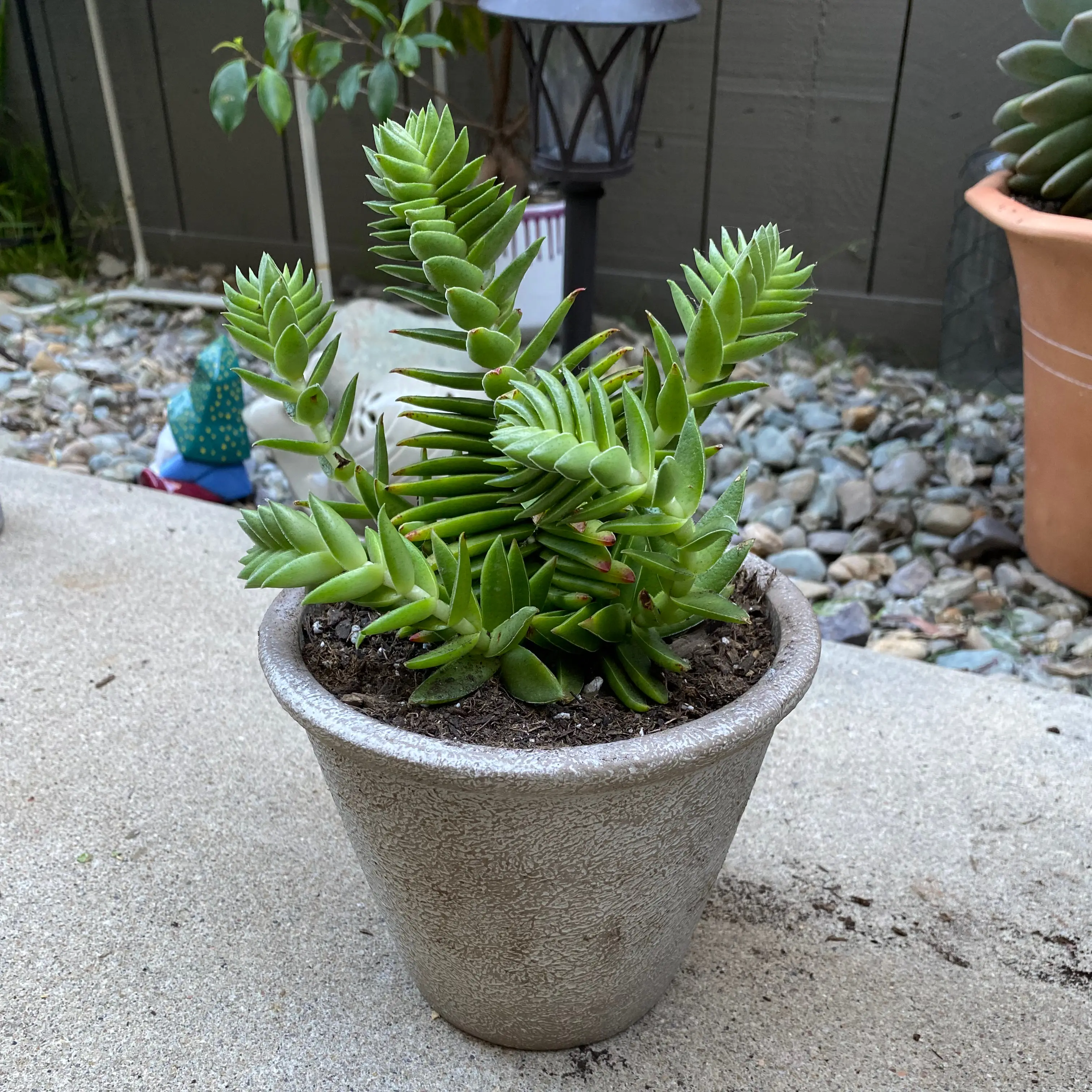 Potted Red Pagoda succulent with green, triangular leaves in a garden setting.
