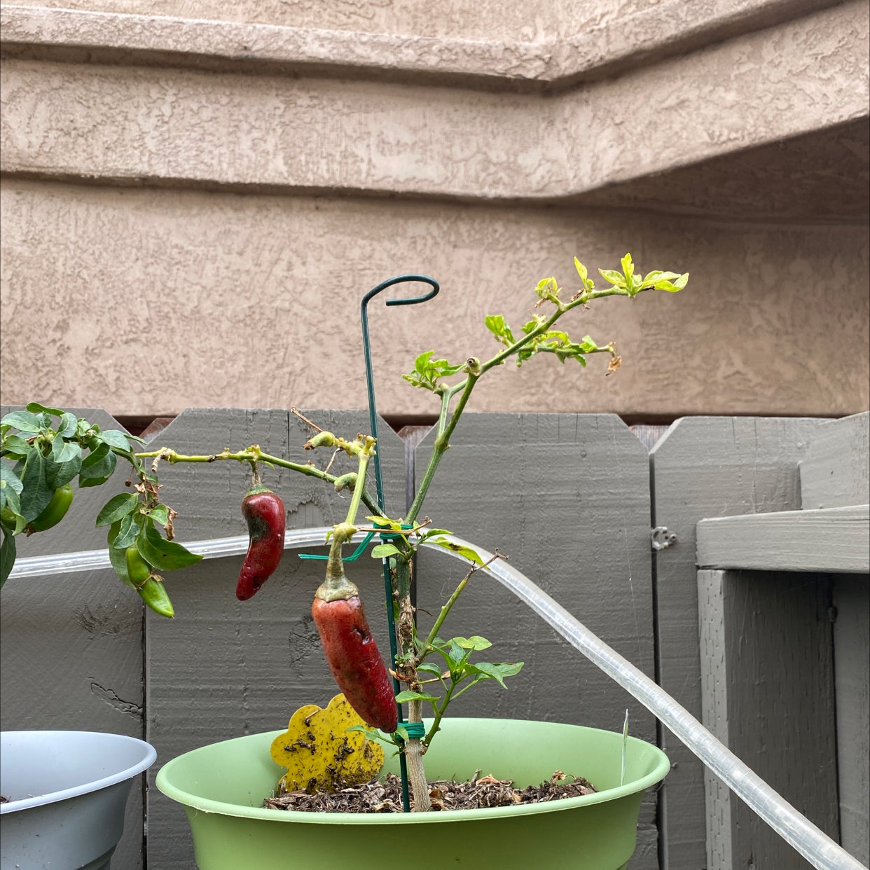 🌶 What Should I Do When Jalapeño Pepper Leaves Turn Yellow?