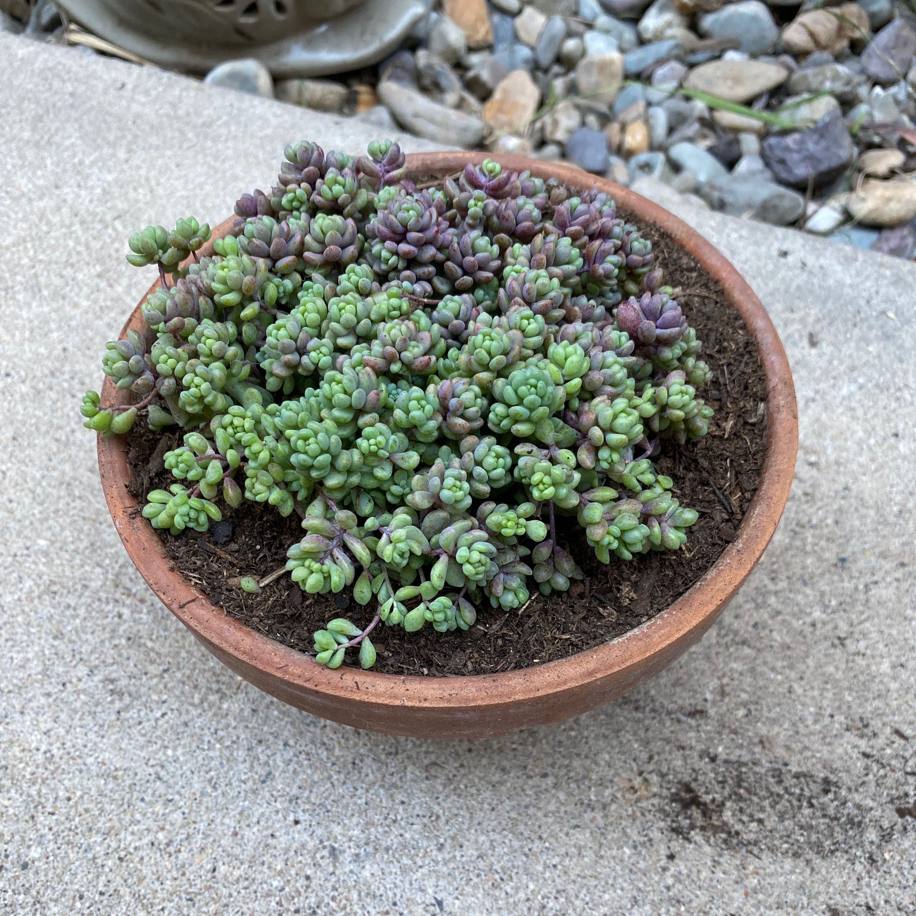 Potted Corsican Stonecrop plant with visible soil, well-framed and in focus.