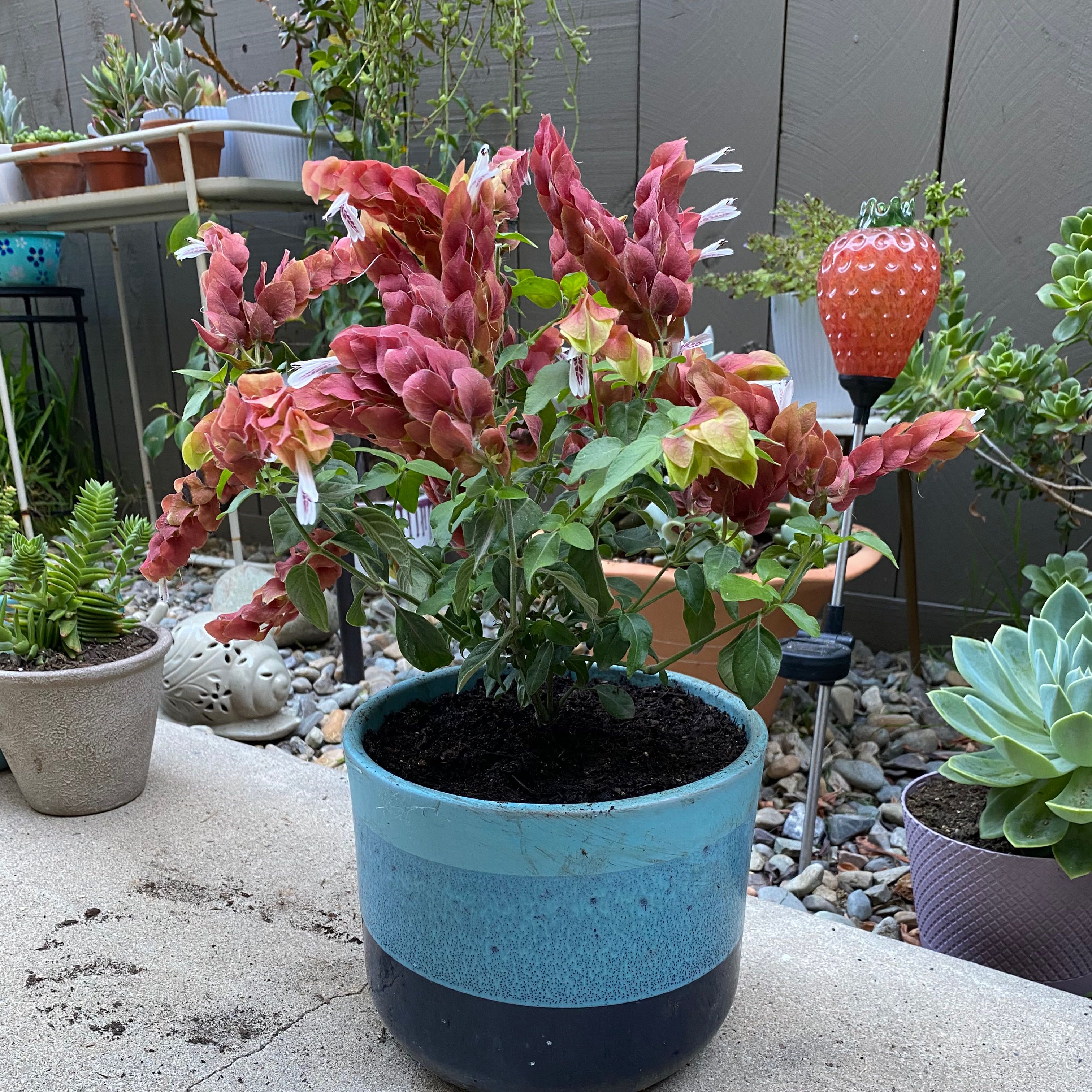 Shrimp Plant in a blue pot with vibrant bracts and green leaves, surrounded by other potted plants.