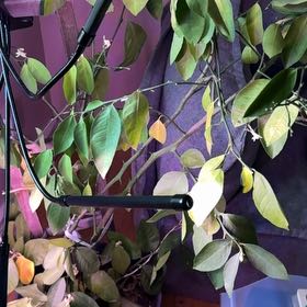 Photo of the plant species Dwarf Improved Meyer Lemon Tree by @Liveloveplant named Khaleesi on Greg, the plant care app