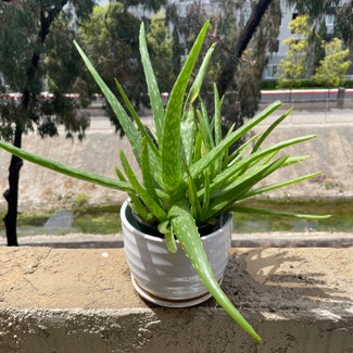 Aloe vera plant in Irvine, California