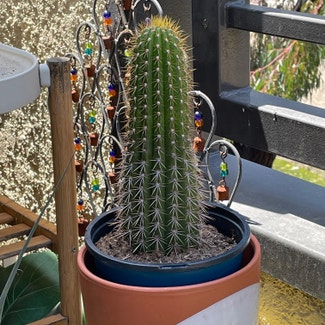 Torch Cactus plant in Irvine, California