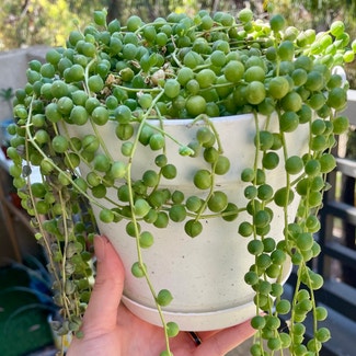 String of Pearls plant in Irvine, California