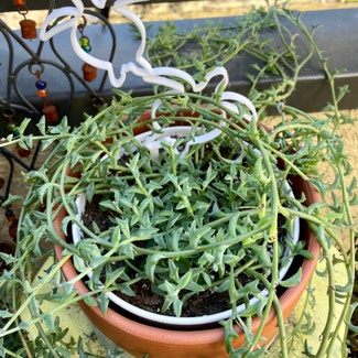 String of Dolphins plant in Irvine, California