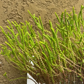 Rattail Crassula plant in Irvine, California