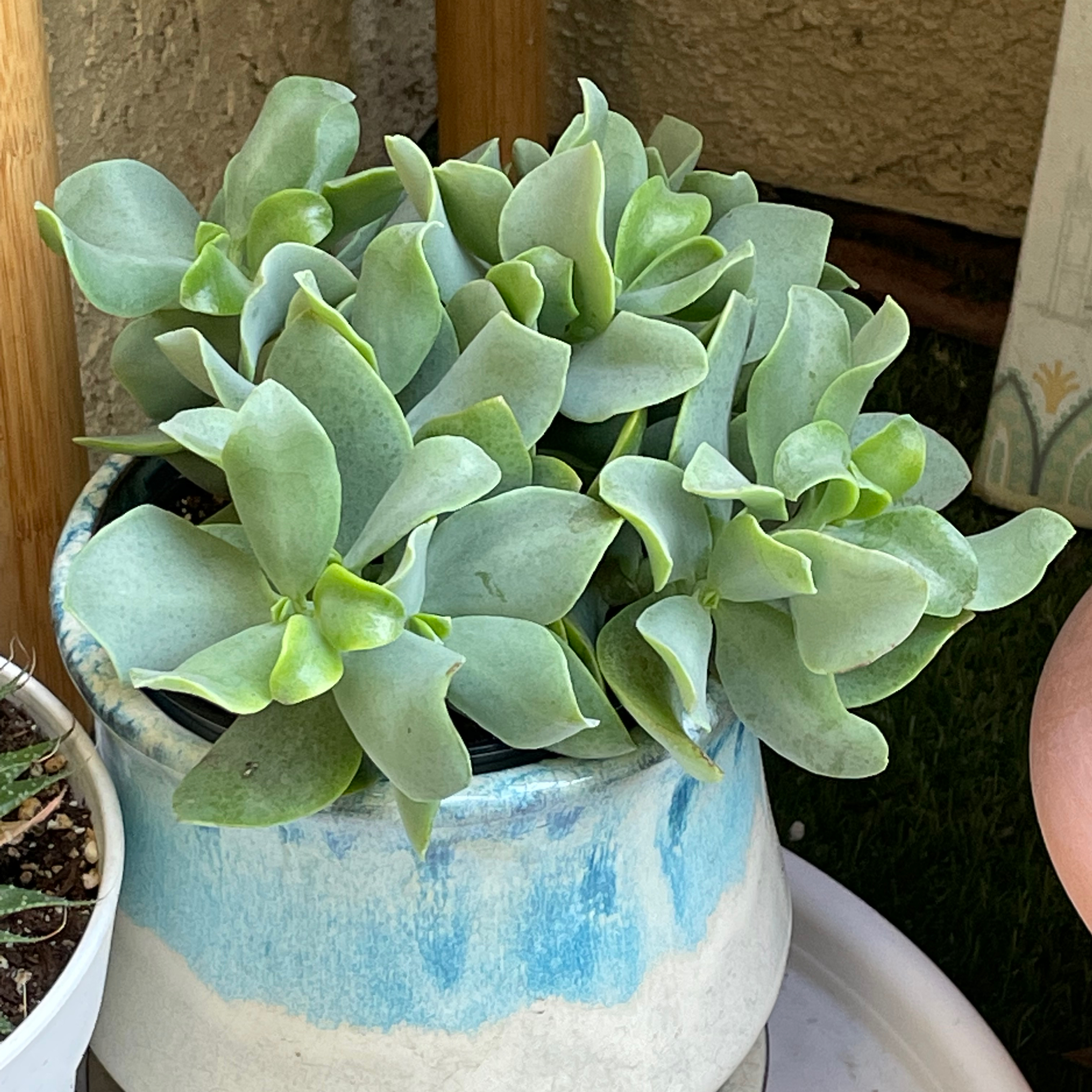 Photo of the plant species Ripple Jade by @00Severijn named Zeno on Greg, the plant care app