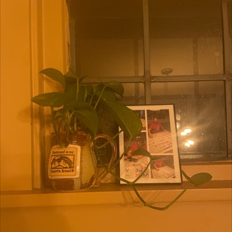 Golden Pothos plant in Cleveland Heights, Ohio