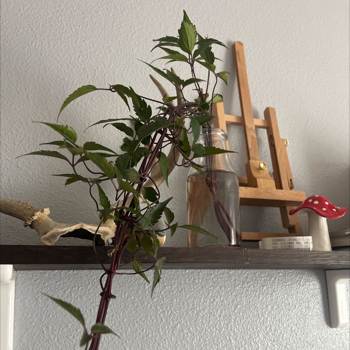 Photo of the plant species Fall Boneset by @sandia.loca named Your plant on Greg, the plant care app
