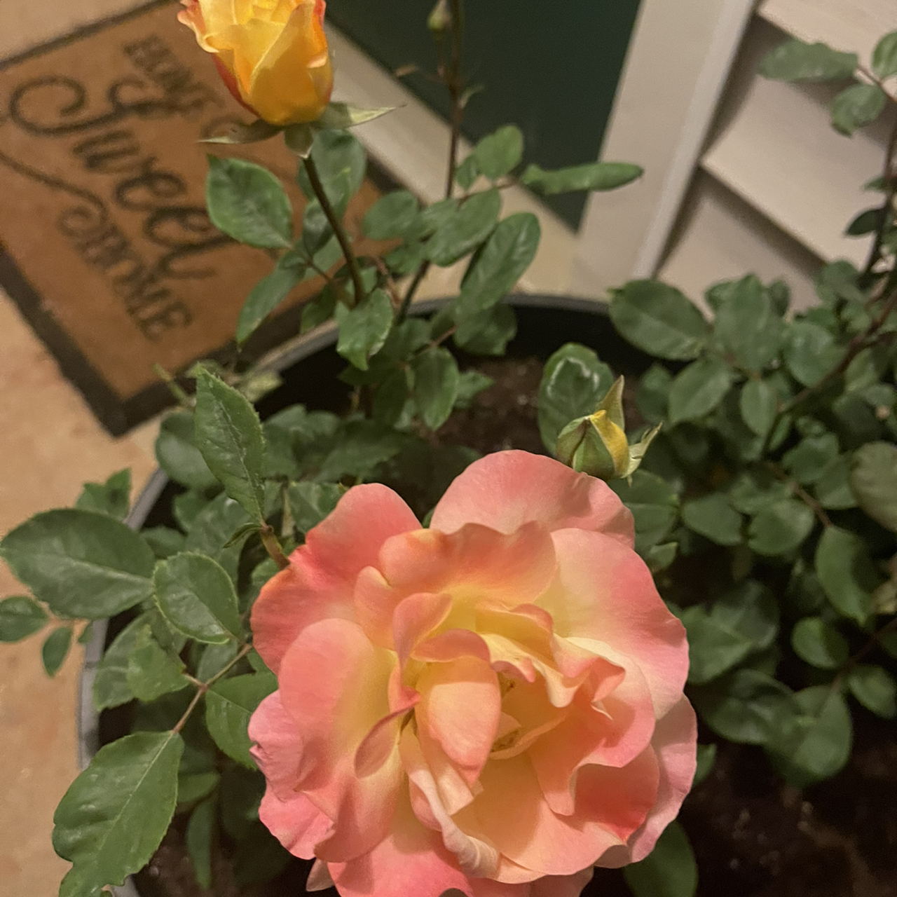 Photo of the plant species Rio Samba Rose by @SassyAlula named Rio Samba on Greg, the plant care app