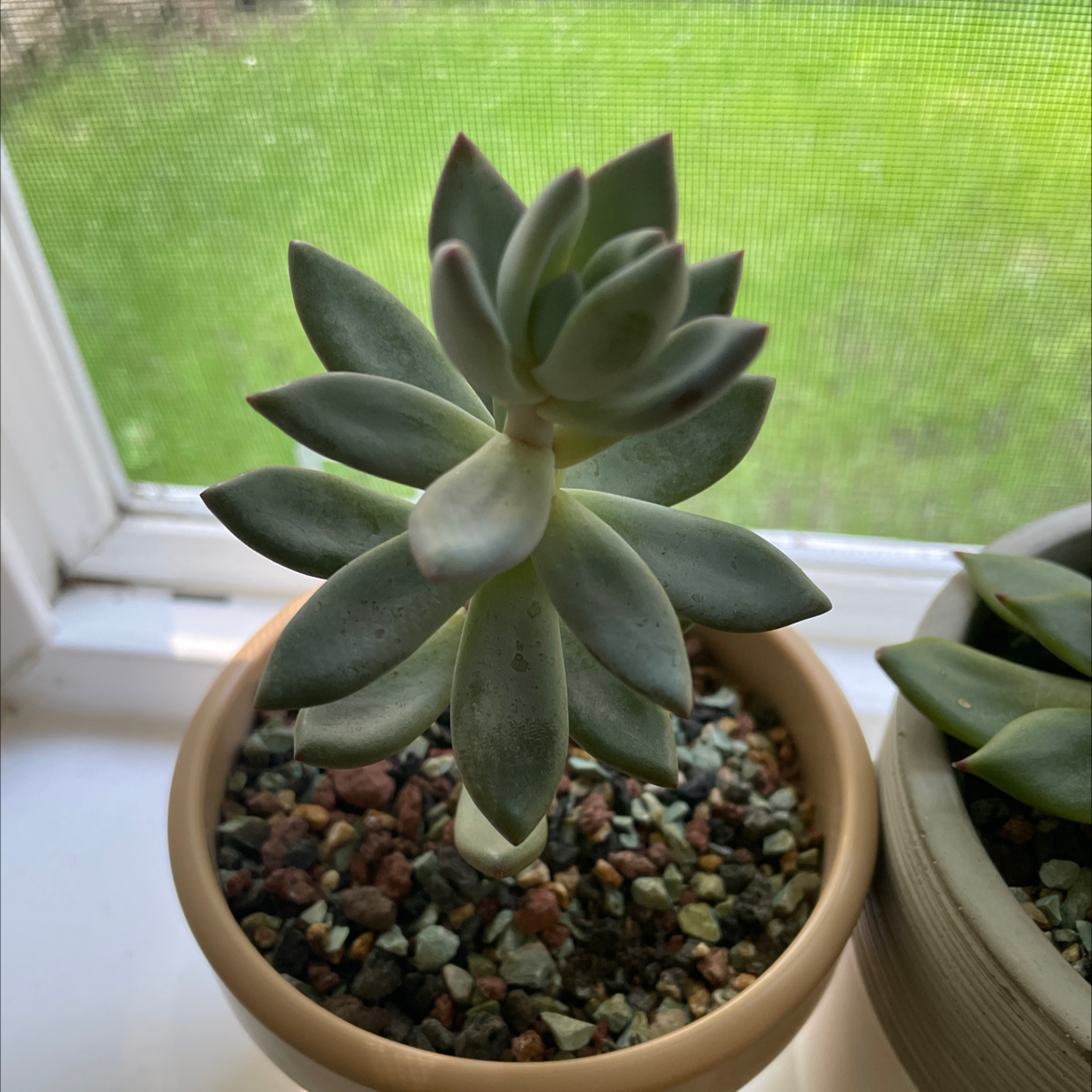 Pachyphytum 'Moon Silver' succulent in a pot on a windowsill with a green lawn background.