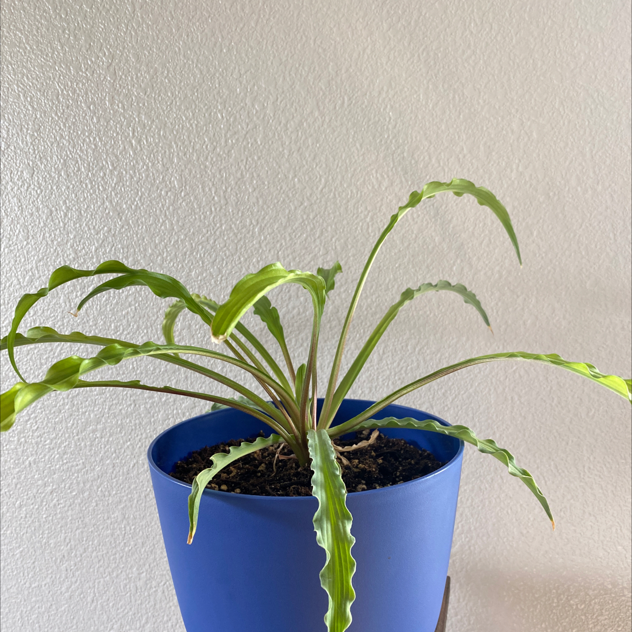 Photo of the plant species Curly Fries Hosta by @GraciousColeus named Your plant on Greg, the plant care app