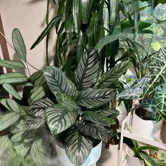 Pinstripe Calathea plant in Seattle, Washington