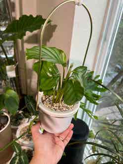 Calathea Orbifolia plant
