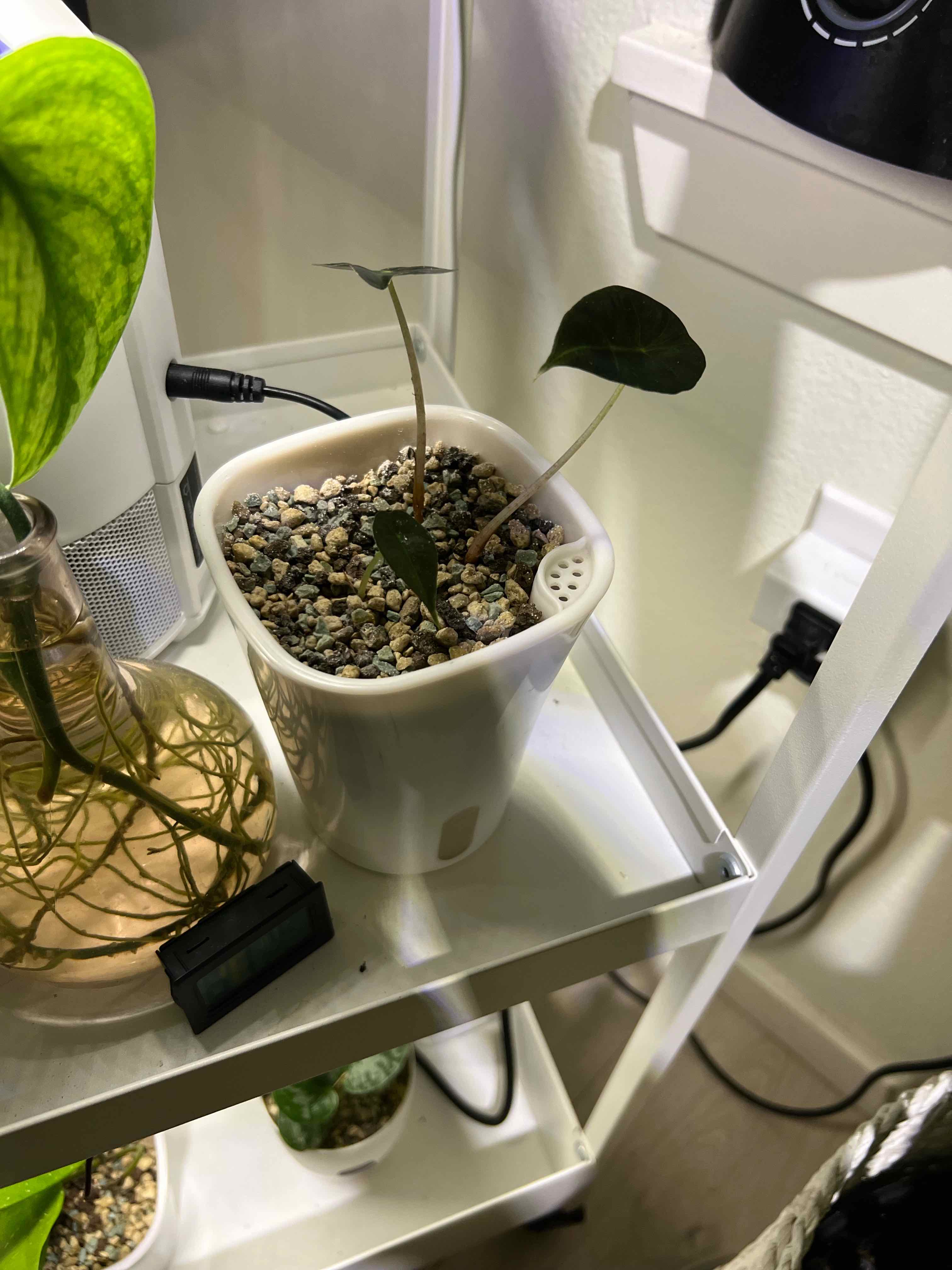 POWERS TO FLOWERS - Alocasia Polly Mini In Vaso Di Ceramica Tronco - Pianta Vera Da Interno - 2