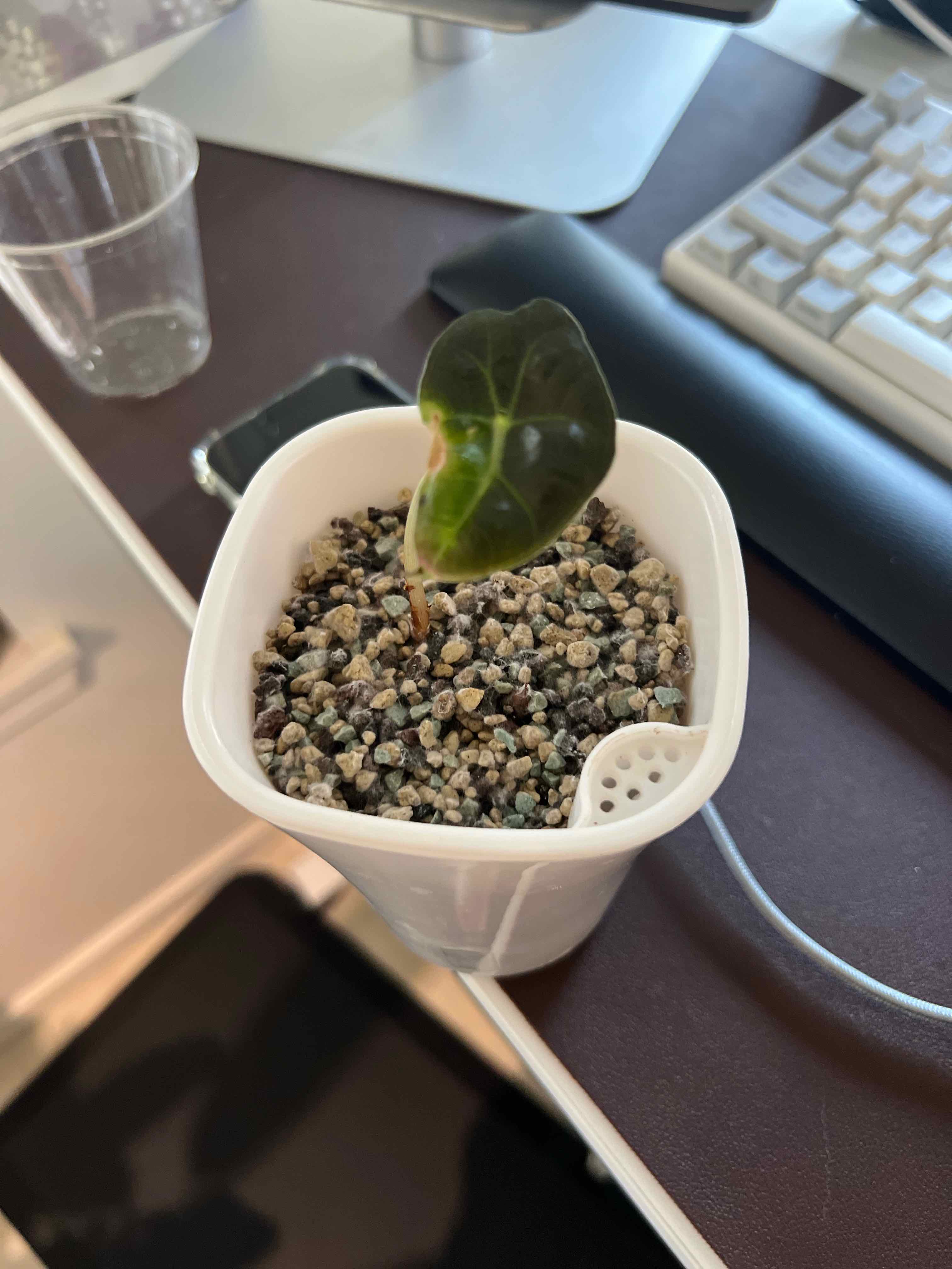 Young Alocasia Amazonica 'Polly' plant in a white pot with well-draining soil.