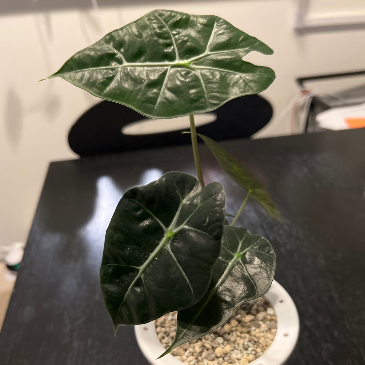 Alocasia Amazonica 'Polly' plant with dark green, glossy leaves in a white pot with visible soil.
