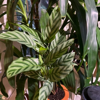 Calathea 'Freddie' plant in Seattle, Washington