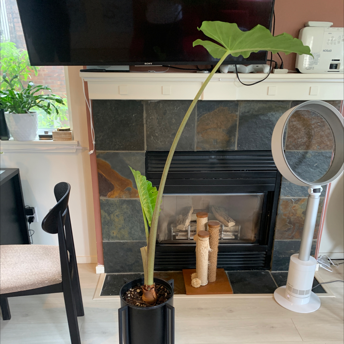 Alocasia 'Portora' plant in a black pot indoors, with a fireplace in the background.