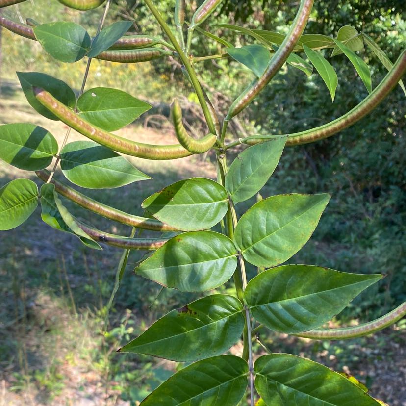 Photo of the plant species Arsenic Bean by @YoungDevilsivy named Sonora on Greg, the plant care app