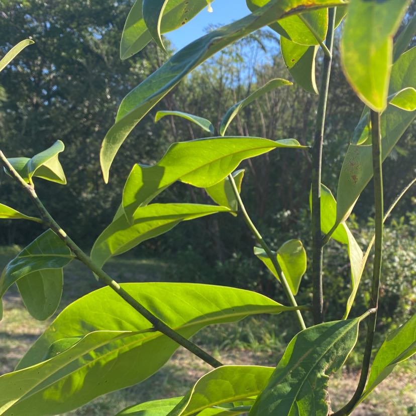 Why Are My Southern Magnolia Leaves Curling?
