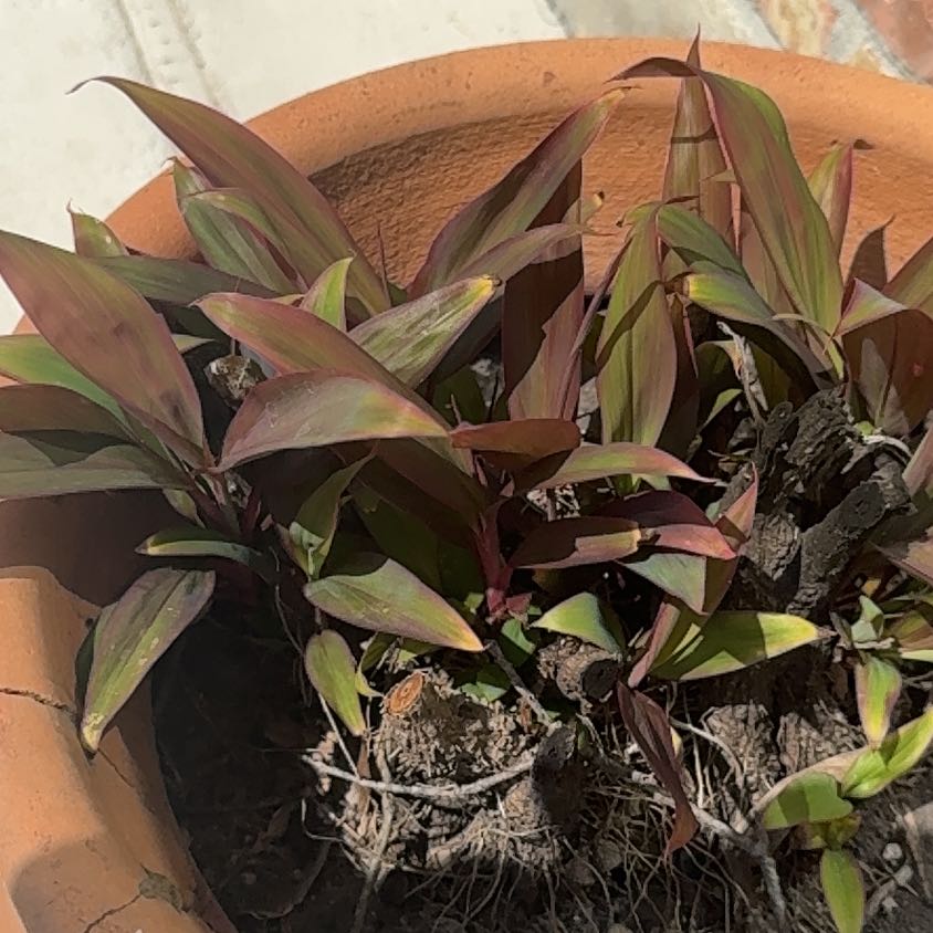 Photo of the plant species Ti Plant by @CourtlyChamise named Tolkien on Greg, the plant care app