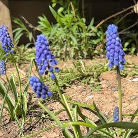 Photo of the plant species Grape Hyacinth by @Tsullivan4 named Gomez on Greg, the plant care app