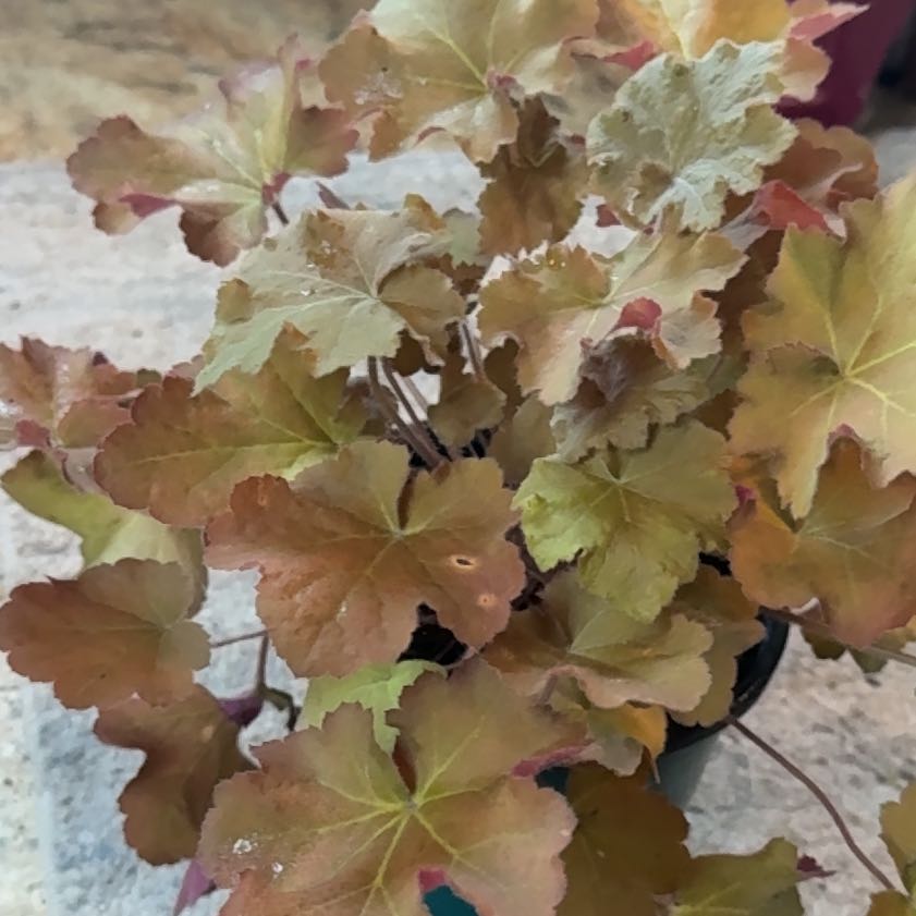 Photo of the plant species Hairy Alum Root by @Tsullivan4 named Zion on Greg, the plant care app