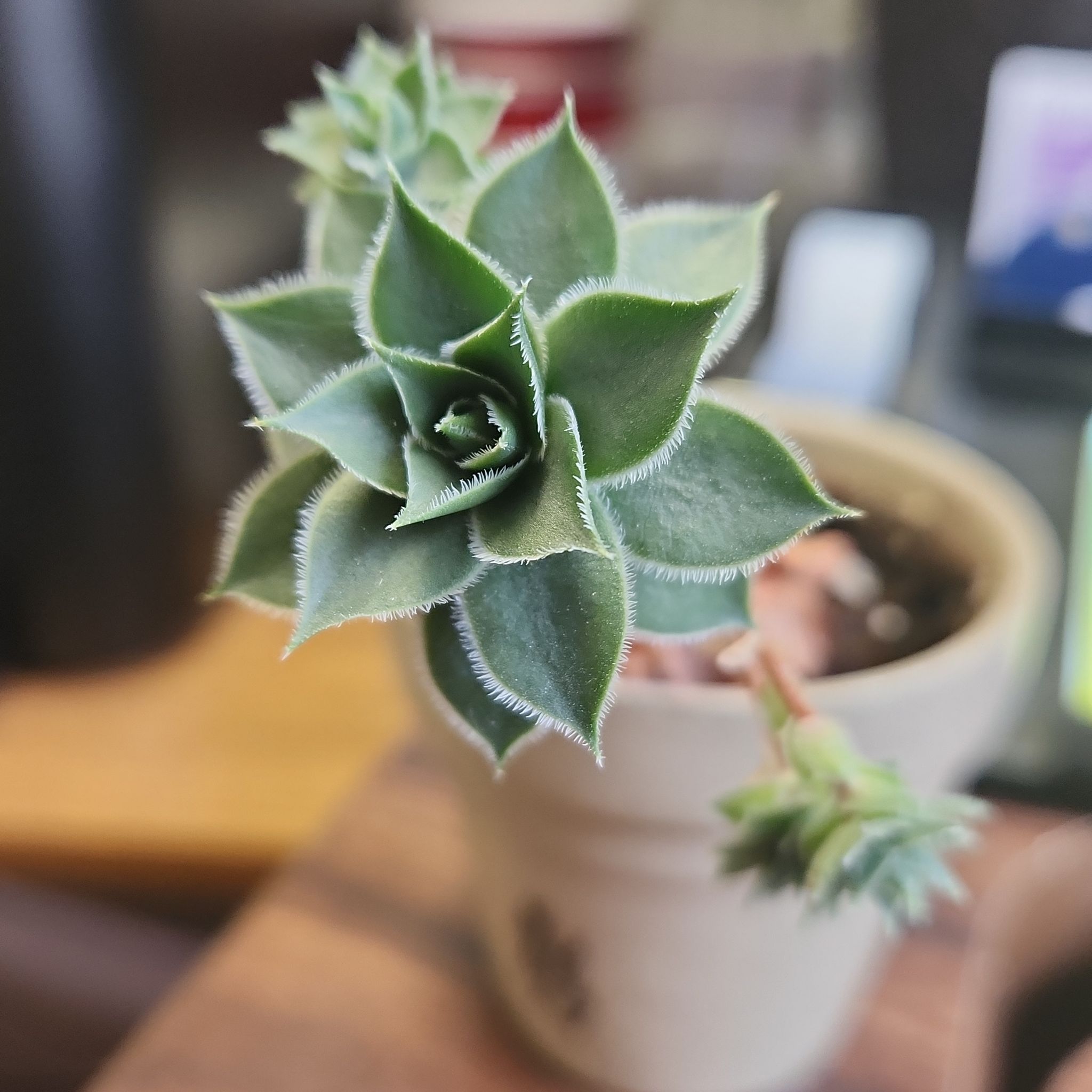 Photo of the plant species Echeveria chinensis by @rockm89 named Simonetta Stefanelli on Greg, the plant care app