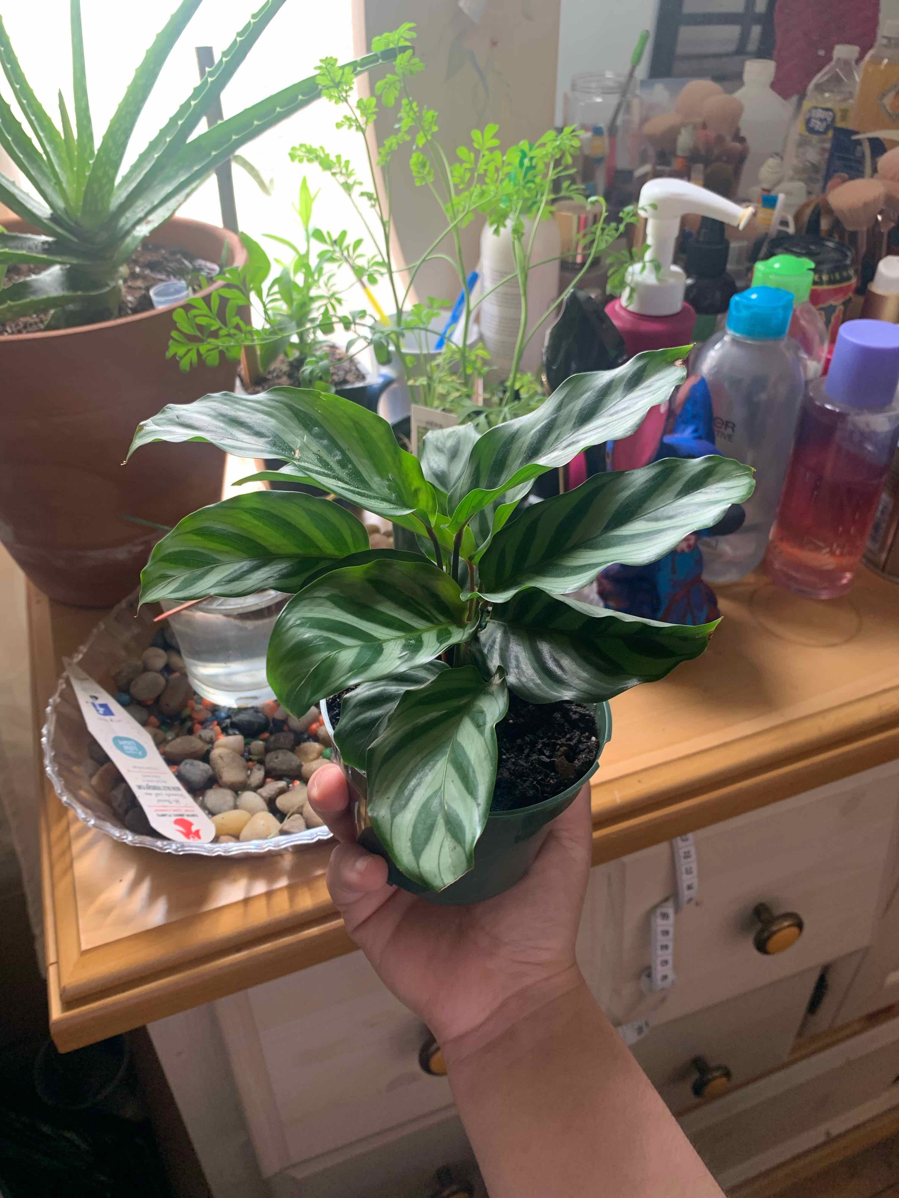 Calathea 'Freddie' plant photo by @TherapyHobby named Tiger on Greg, the plant care app.