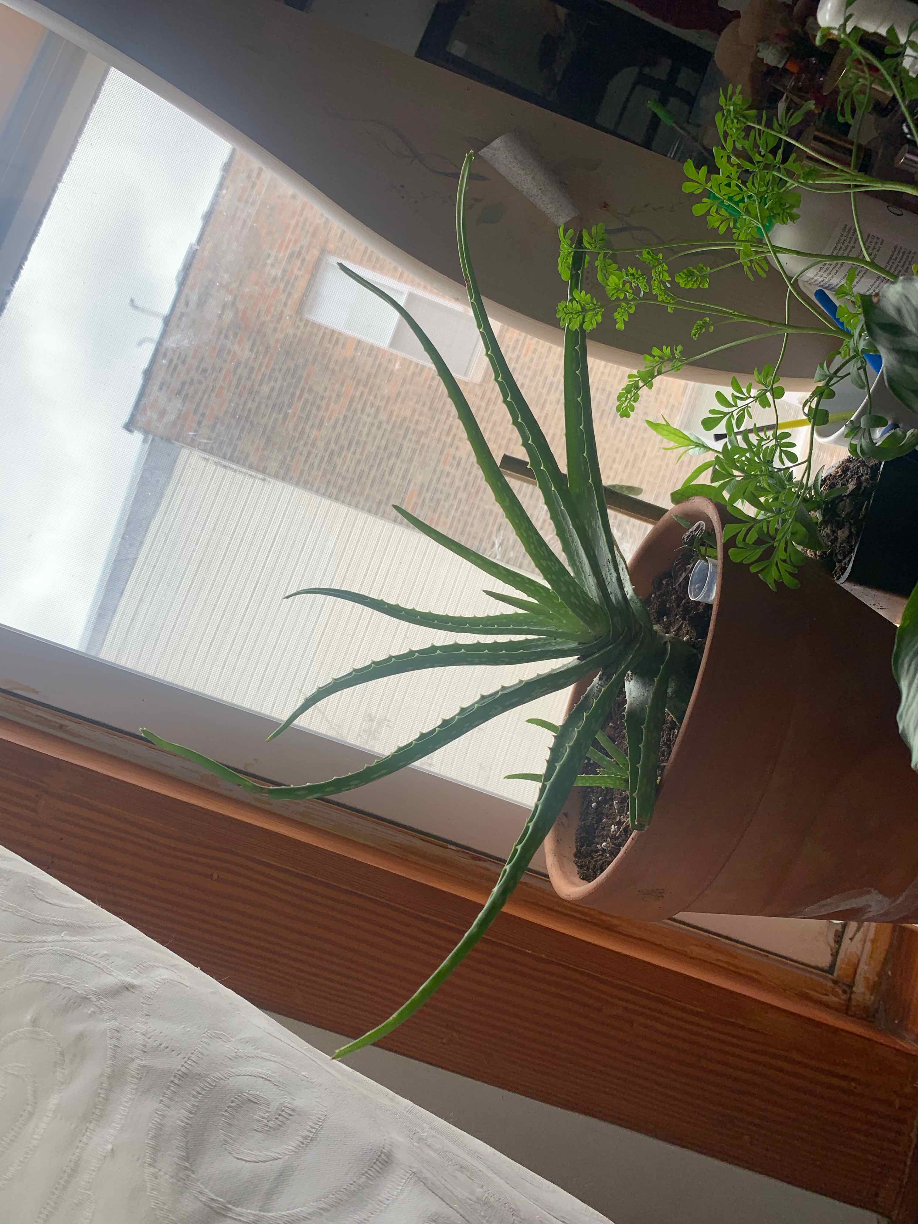 Aloe vera plant photo by @TherapyHobby named Vinny on Greg, the plant care app.